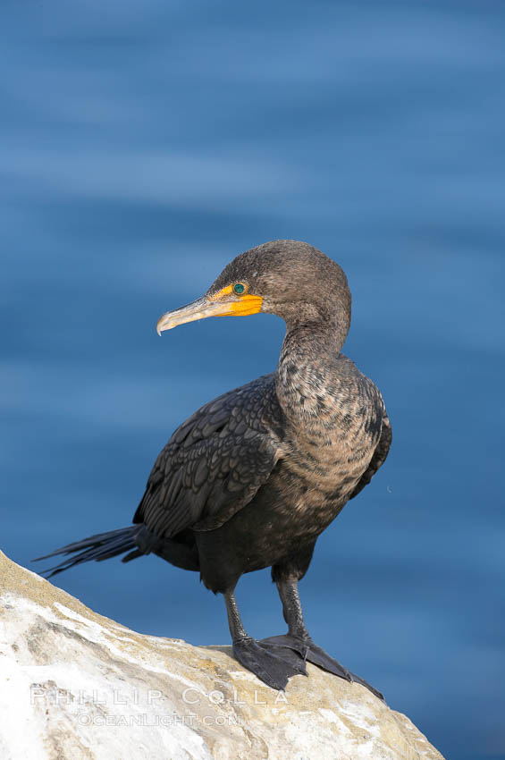 Double-crested cormorant, La Jolla cliffs, near San Diego. California, USA, Phalacrocorax auritus, natural history stock photograph, photo id 15083