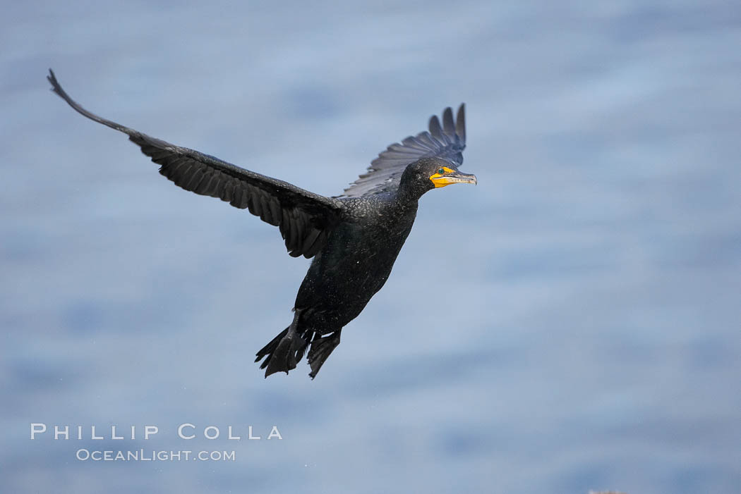 Double-crested cormorant, La Jolla cliffs, near San Diego. California, USA, Phalacrocorax auritus, natural history stock photograph, photo id 15081