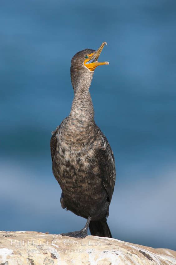 Double-crested cormorant, La Jolla cliffs, near San Diego. California, USA, Phalacrocorax auritus, natural history stock photograph, photo id 15085