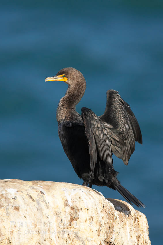 Double-crested cormorant drys its wings in the sun following a morning of foraging in the ocean, La Jolla cliffs, near San Diego. California, USA, Phalacrocorax auritus, natural history stock photograph, photo id 15097