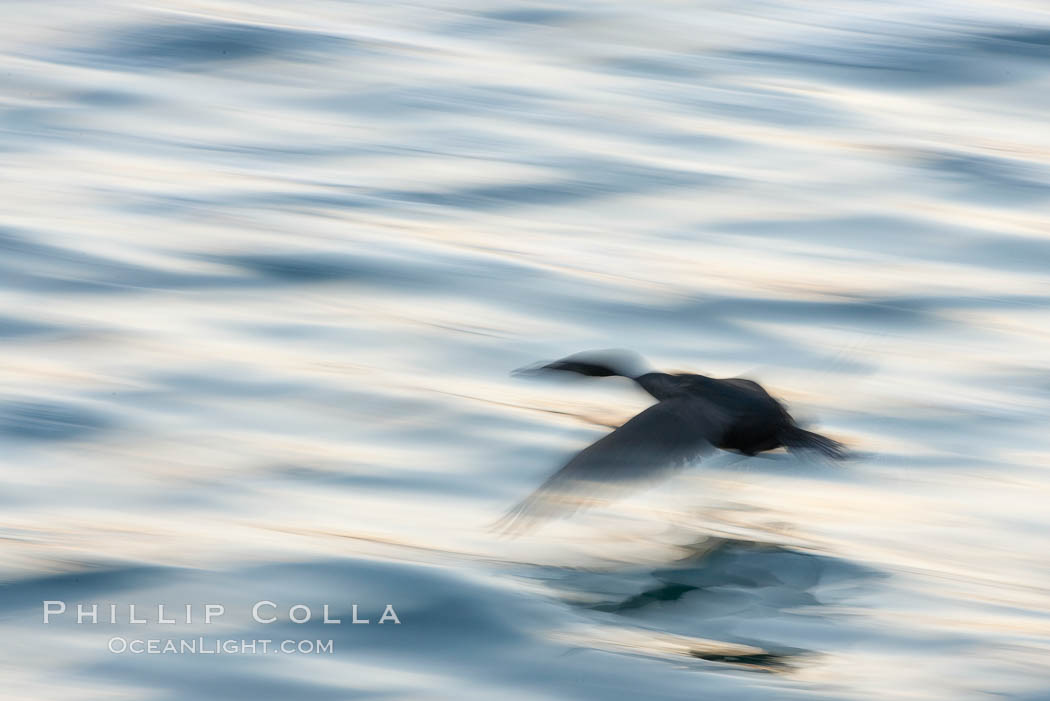 Double-crested cormorant in flight at sunrise, long exposure produces a blurred motion. La Jolla, California, USA, Phalacrocorax auritus, natural history stock photograph, photo id 15281