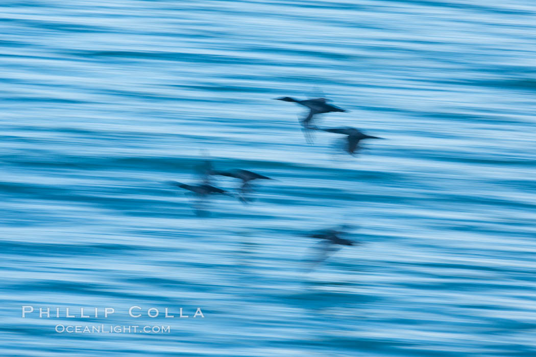 Double-crested cormorants in flight at sunrise, long exposure produces a blurred motion, La Jolla, California