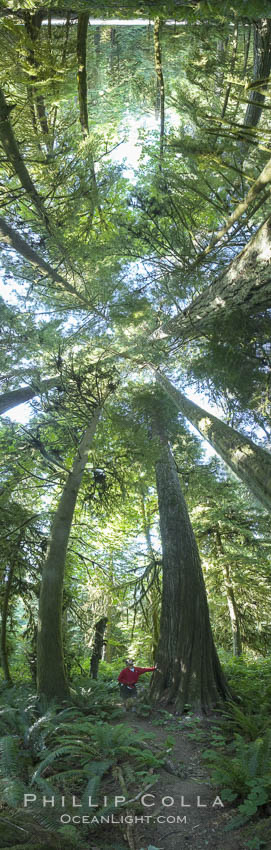 Ancient Douglas fir trees in Cathedral Grove.  Cathedral Grove is home to huge, ancient, old-growth Douglas fir trees.  About 300 years ago a fire killed most of the trees in this grove, but a small number of trees survived and were the originators of what is now Cathedral Grove.  Western redcedar trees grow in adundance in the understory below the taller Douglas fir trees. MacMillan Provincial Park, Vancouver Island, British Columbia, Canada, Pseudotsuga menziesii, natural history stock photograph, photo id 22456