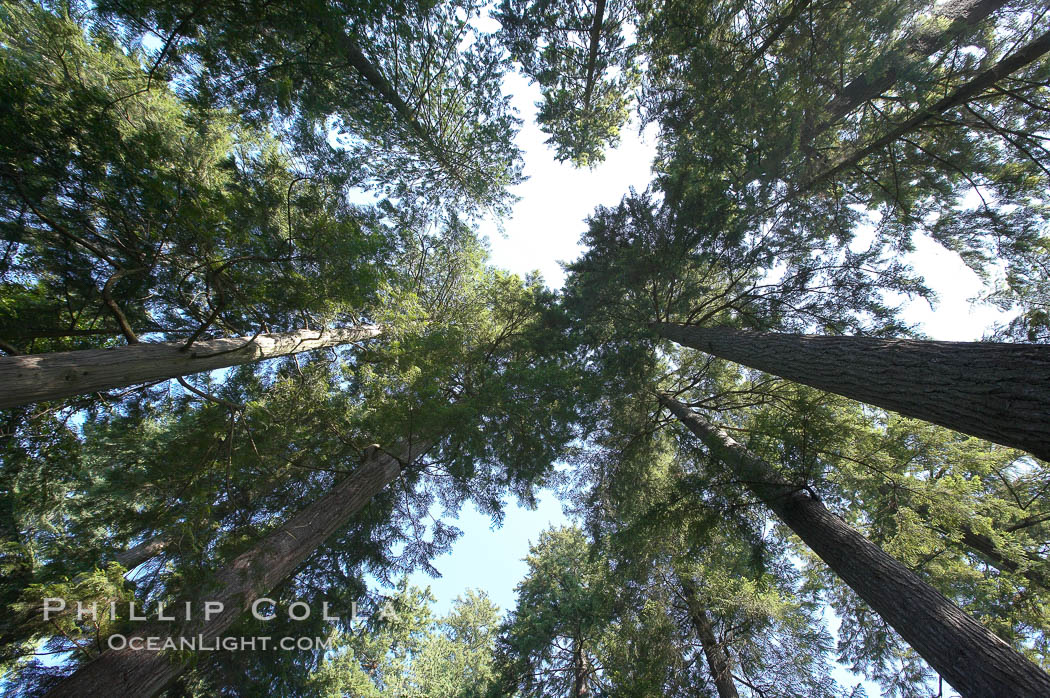 Douglas fir and Western hemlock trees reach for the sky in a British Columbia temperate rainforest. Capilano Suspension Bridge, Vancouver, Canada, natural history stock photograph, photo id 21155