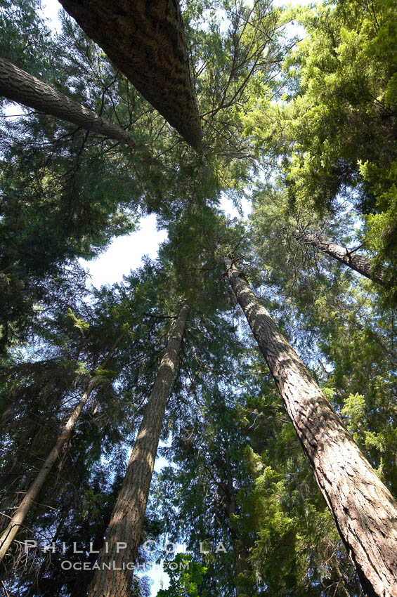 Douglas fir and Western hemlock trees reach for the sky in a British Columbia temperate rainforest. Capilano Suspension Bridge, Vancouver, Canada, natural history stock photograph, photo id 21149