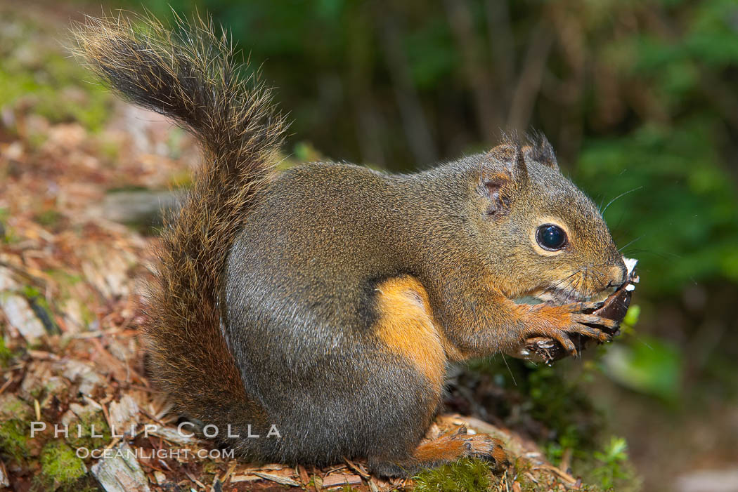 Douglas squirrel, a common rodent in coniferous forests in western North American, eats a mushroom, Hoh rainforest. Hoh Rainforest, Olympic National Park, Washington, USA, Tamiasciurus douglasii, natural history stock photograph, photo id 13776
