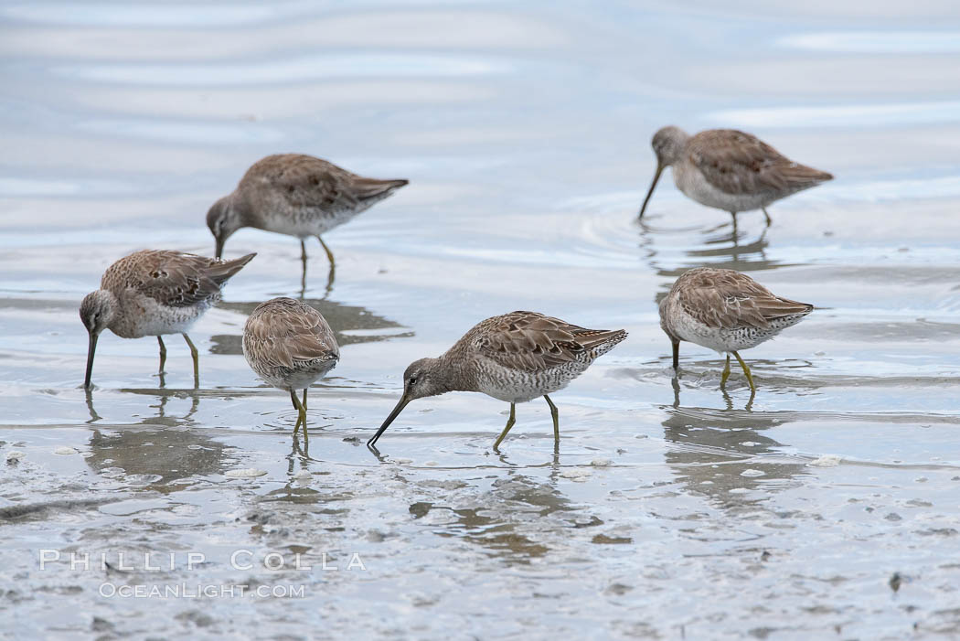 Dowitchers foraging on mud flats. Upper Newport Bay Ecological Reserve, Newport Beach, California, USA, Limnodromus, natural history stock photograph, photo id 15690