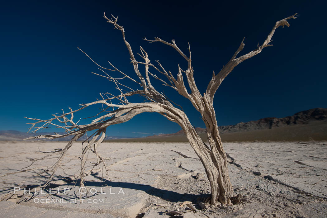 Arid Trees