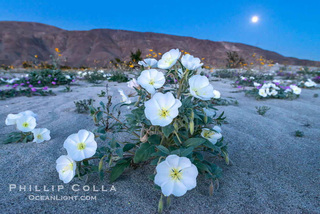 Dune Evening Primrose and Full Moon, Anza Borrego, Oenothera deltoides, Anza-Borrego Desert State Park, Borrego Springs, California