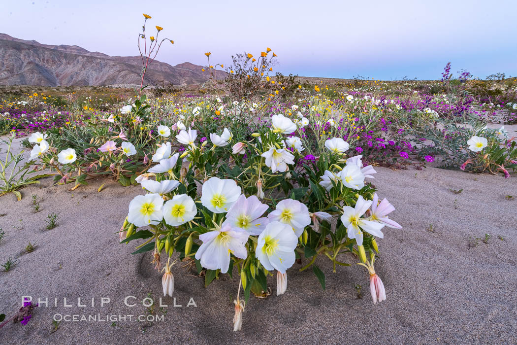 Dune Evening Primrose bloom in Anza Borrego Desert State Park. Anza-Borrego Desert State Park, Borrego Springs, California, USA, Oenothera deltoides, natural history stock photograph, photo id 35202