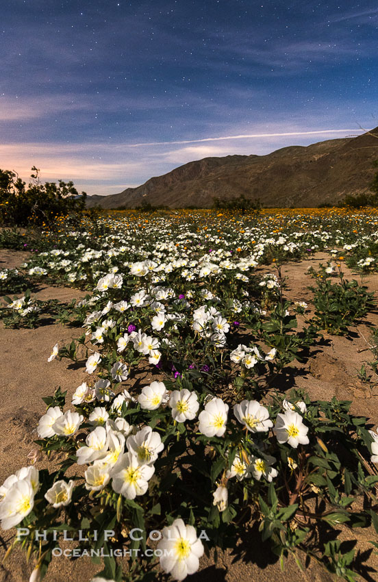 Dune Evening Primrose bloom under the stars in Anza Borrego Desert State Park, during the 2017 Superbloom. Anza-Borrego Desert State Park, Borrego Springs, California, USA, Oenothera deltoides, natural history stock photograph, photo id 33166