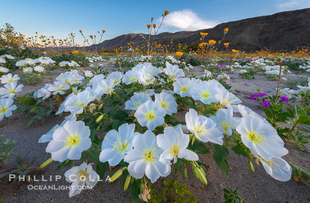 Dune Evening Primrose bloom in Anza Borrego Desert State Park, Anza-Borrego Desert State Park, Borrego Springs, California