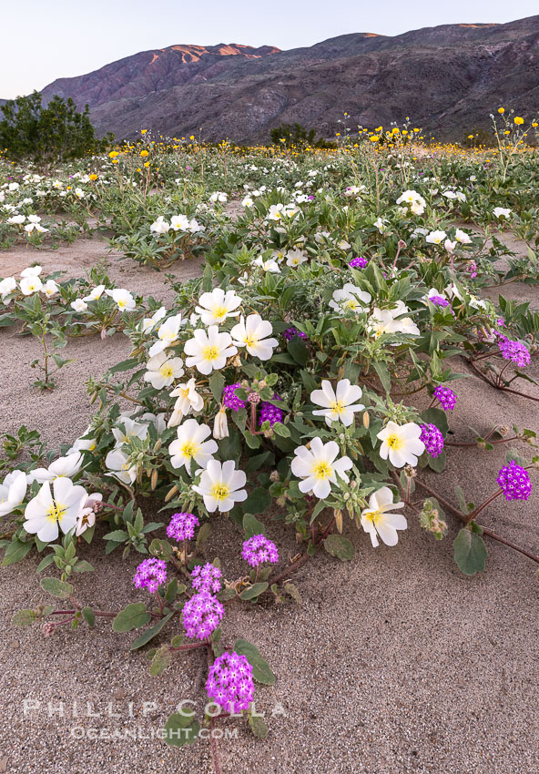 Dune Evening Primrose bloom in Anza Borrego Desert State Park, during the 2017 Superbloom. Anza-Borrego Desert State Park, Borrego Springs, California, USA, Oenothera deltoides, natural history stock photograph, photo id 33156