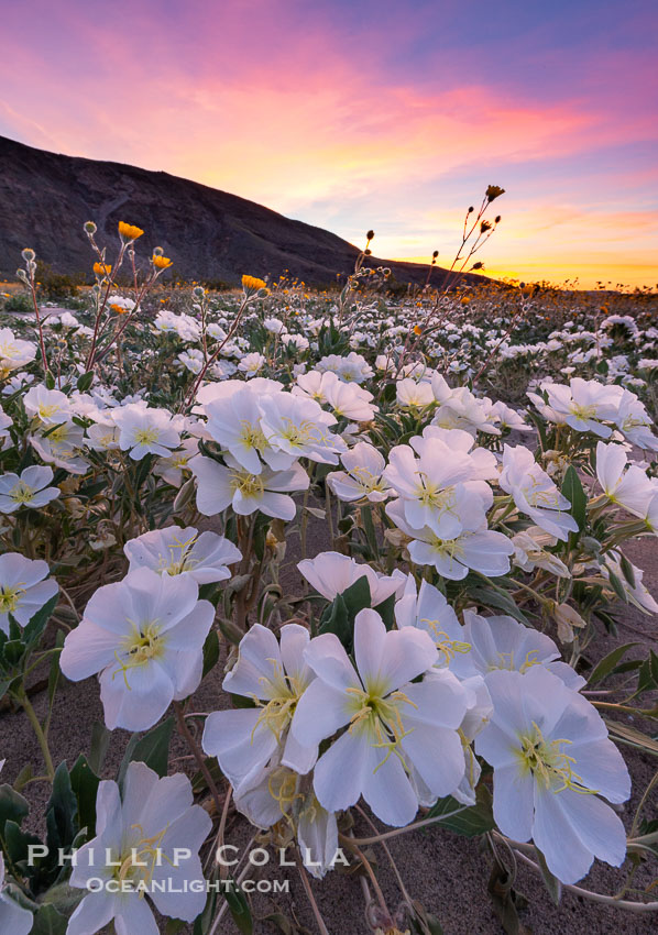 Dune Evening Primrose bloom in Anza Borrego Desert State Park, during the 2017 Superbloom. Anza-Borrego Desert State Park, Borrego Springs, California, USA, Oenothera deltoides, natural history stock photograph, photo id 33168