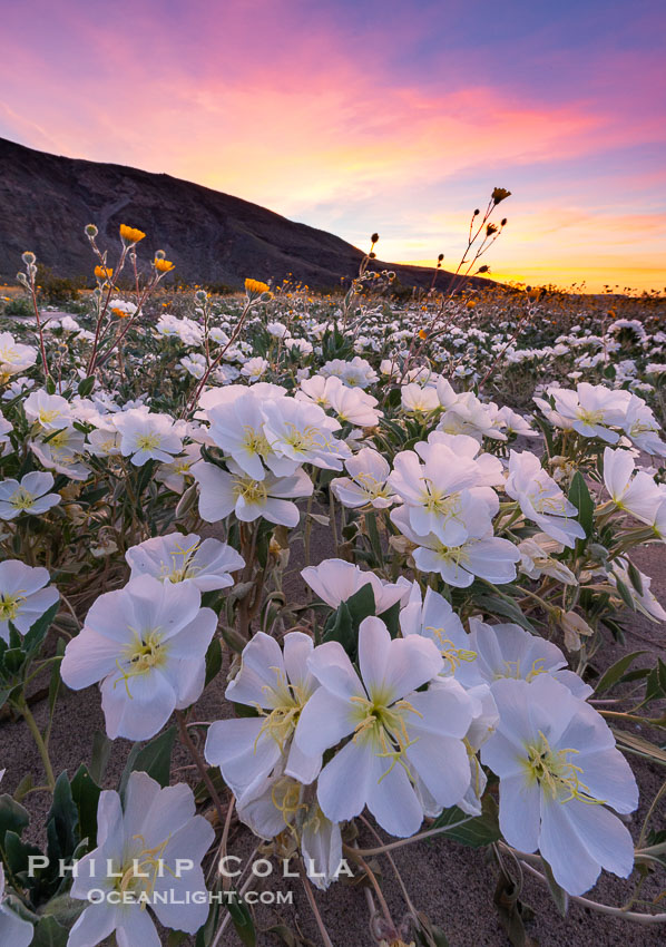 Dune Evening Primrose bloom in Anza Borrego Desert State Park, during the 2017 Superbloom, Anza-Borrego Desert State Park, Borrego Springs, California