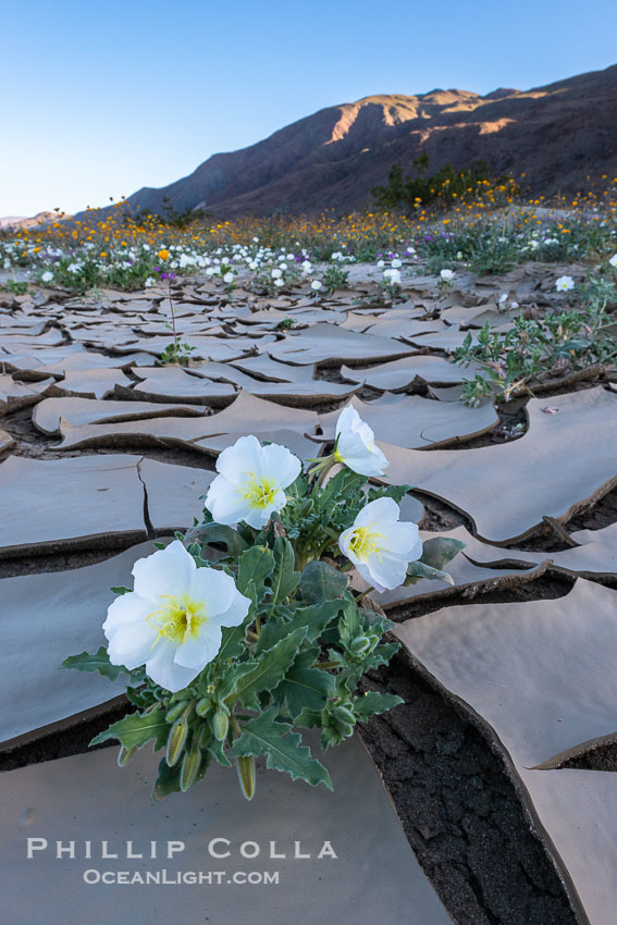 Dune Evening Primrose bloom in Anza Borrego Desert State Park, during the 2017 Superbloom. Anza-Borrego Desert State Park, Borrego Springs, California, USA, Oenothera deltoides, natural history stock photograph, photo id 33220