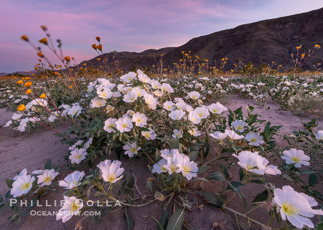 Dune Evening Primrose bloom in Anza Borrego Desert State Park, during the 2017 Superbloom. Anza-Borrego Desert State Park, Borrego Springs, California, USA, Oenothera deltoides, natural history stock photograph, photo id 33169
