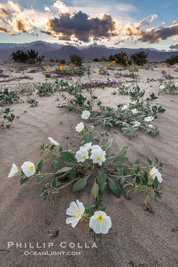 Dune Evening Primrose Wildflowers, Anza-Borrego Desert State Park. Borrego Springs, California, USA, Abronia villosa, Oenothera deltoides, natural history stock photograph, photo id 30518