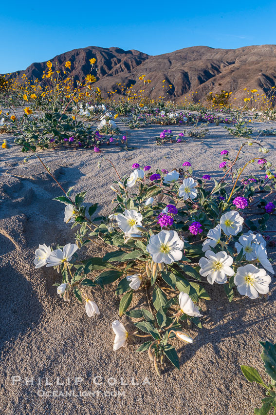 Dune Evening Primrose Wildflowers, Anza-Borrego Desert State Park. Borrego Springs, California, USA, Abronia villosa, Oenothera deltoides, natural history stock photograph, photo id 30524