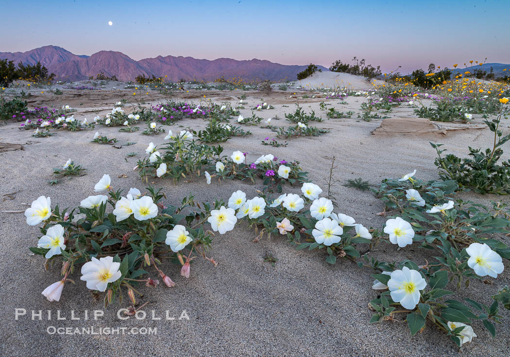 Dune Evening Primrose Wildflowers, Anza-Borrego Desert State Park. Borrego Springs, California, USA, Oenothera deltoides, natural history stock photograph, photo id 30501
