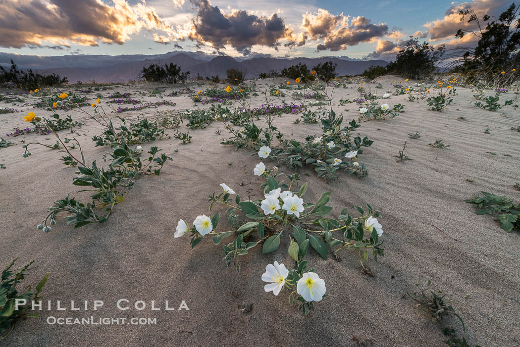 Dune Evening Primrose Wildflowers, Anza-Borrego Desert State Park. Borrego Springs, California, USA, Oenothera deltoides, natural history stock photograph, photo id 30517