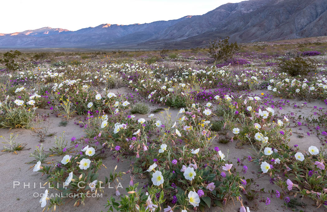 Dune primrose (white) and sand verbena (purple) bloom in spring in Anza Borrego Desert State Park, mixing in a rich display of desert color. Anza-Borrego Desert State Park, Borrego Springs, California, USA, Abronia villosa, Oenothera deltoides, natural history stock photograph, photo id 35218