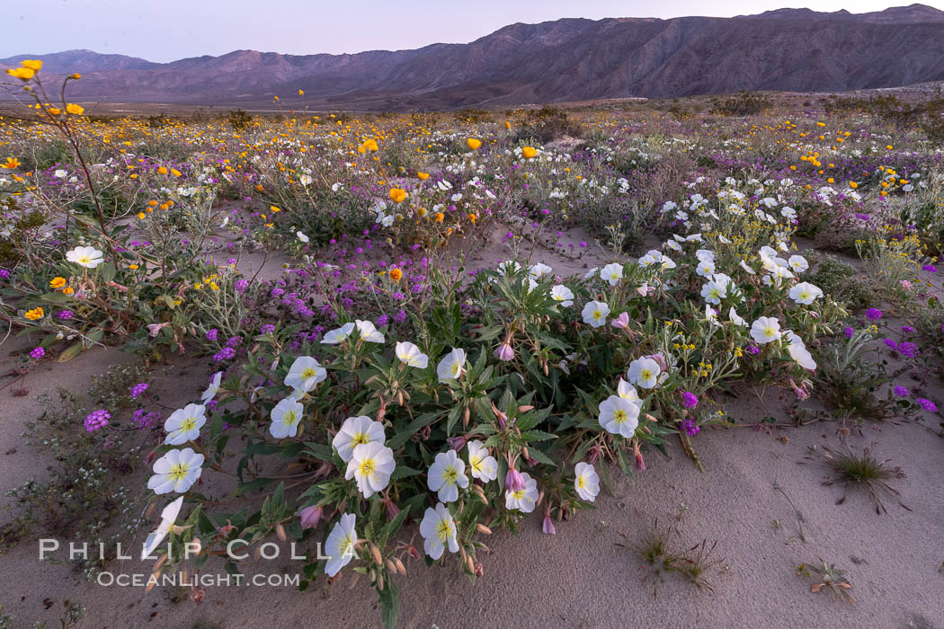 Dune primrose (white) and sand verbena (purple) bloom in spring in Anza Borrego Desert State Park, mixing in a rich display of desert color. Anza-Borrego Desert State Park, Borrego Springs, California, USA, Abronia villosa, Oenothera deltoides, natural history stock photograph, photo id 35220
