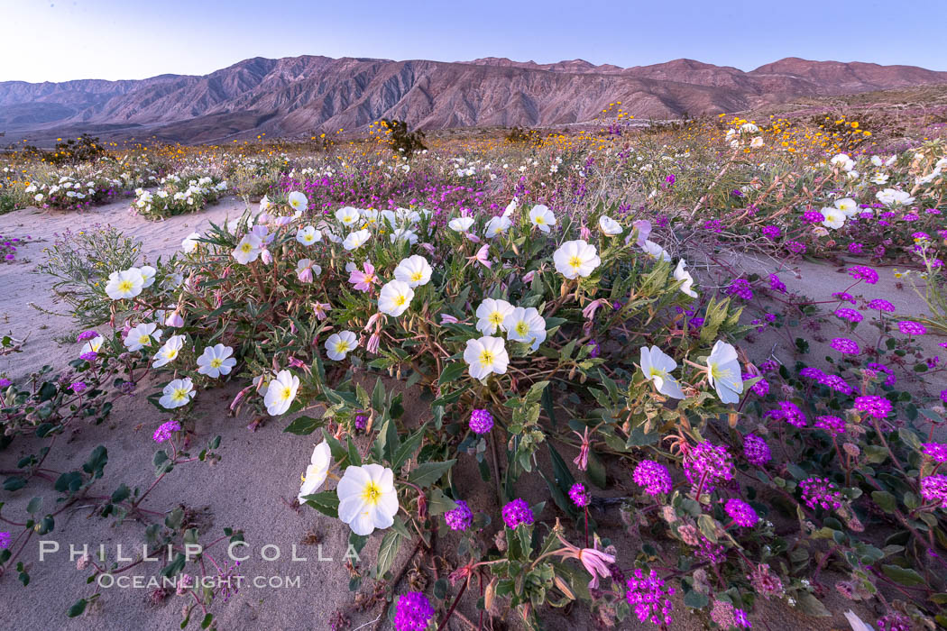 Dune primrose (white) and sand verbena (purple) bloom in spring in Anza Borrego Desert State Park, mixing in a rich display of desert color. Anza-Borrego Desert State Park, Borrego Springs, California, USA, Abronia villosa, Oenothera deltoides, natural history stock photograph, photo id 35199
