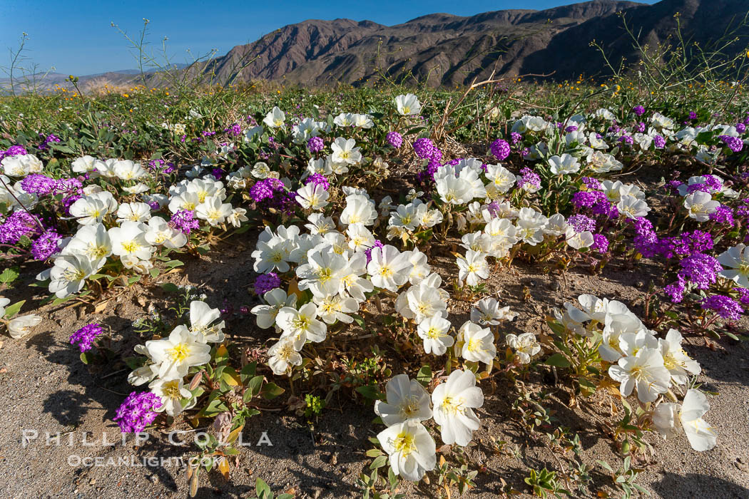 Dune primrose (white) and sand verbena (purple) bloom in spring in Anza Borrego Desert State Park, mixing in a rich display of desert color. Anza Borrego Desert State Park, Oenothera deltoides, Abronia villosa, Anza-Borrego Desert State Park