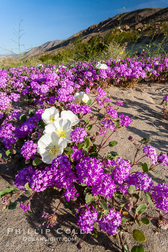 Dune primrose (white) and sand verbena (purple) bloom in spring in Anza Borrego Desert State Park, mixing in a rich display of desert color.  Anza Borrego Desert State Park. Anza-Borrego Desert State Park, Borrego Springs, California, USA, Abronia villosa, Oenothera deltoides, natural history stock photograph, photo id 20470