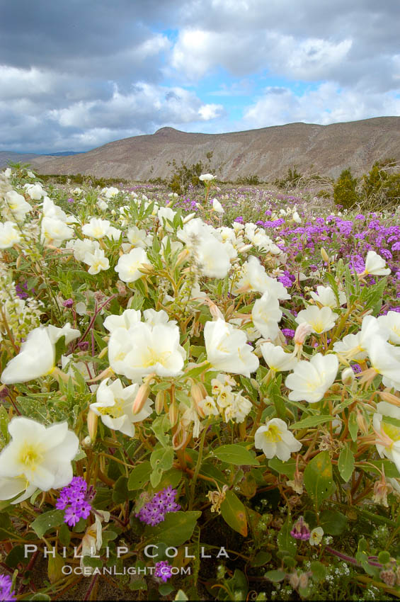 Dune primrose blooms in spring following winter rains. Dune primrose is a common ephemeral wildflower on the Colorado Desert, growing on dunes. Its blooms open in the evening and last through midmorning. Anza Borrego Desert State Park, Oenothera deltoides, Anza-Borrego Desert State Park