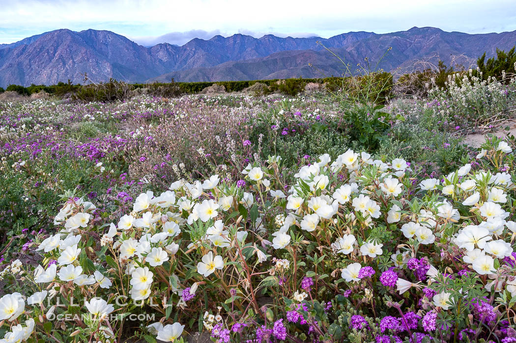 Dune primrose blooms in spring following winter rains.  Dune primrose is a common ephemeral wildflower on the Colorado Desert, growing on dunes.  Its blooms open in the evening and last through midmorning.  Anza Borrego Desert State Park. Anza-Borrego Desert State Park, Borrego Springs, California, USA, Oenothera deltoides, natural history stock photograph, photo id 10482