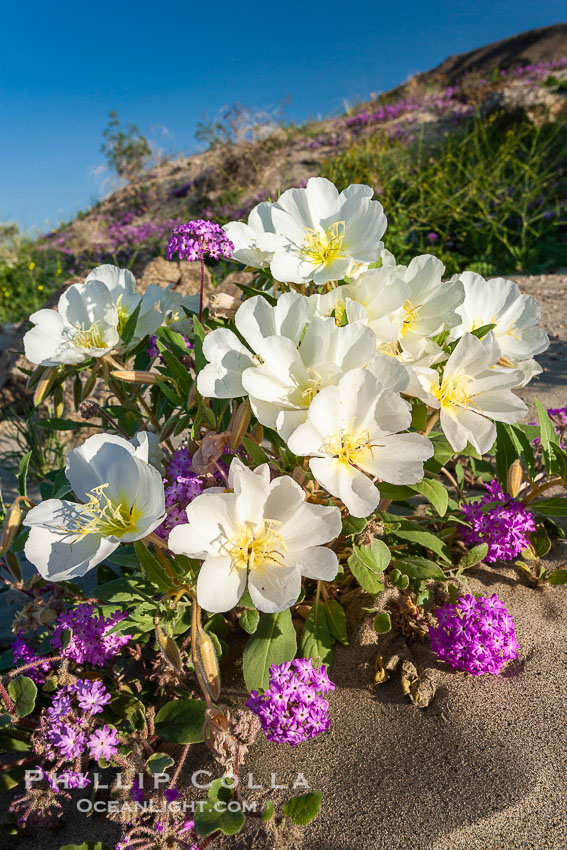 Dune primrose (white) and sand verbena (purple) bloom in spring in Anza Borrego Desert State Park, mixing in a rich display of desert color. Anza Borrego Desert State Park, Oenothera deltoides, Abronia villosa, Anza-Borrego Desert State Park