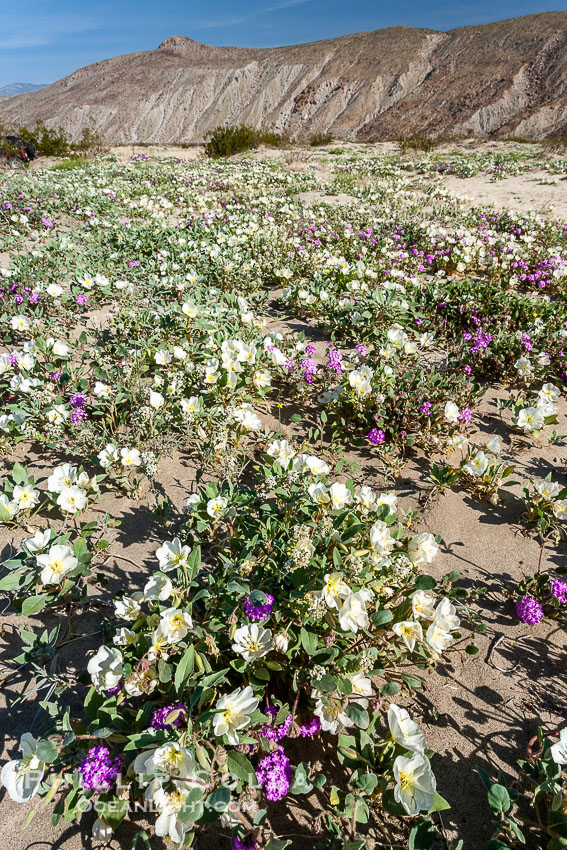 Dune primrose (white) and sand verbena (purple) bloom in spring in Anza Borrego Desert State Park, mixing in a rich display of desert color.  Anza Borrego Desert State Park. Anza-Borrego Desert State Park, Borrego Springs, California, USA, Abronia villosa, Oenothera deltoides, natural history stock photograph, photo id 20472