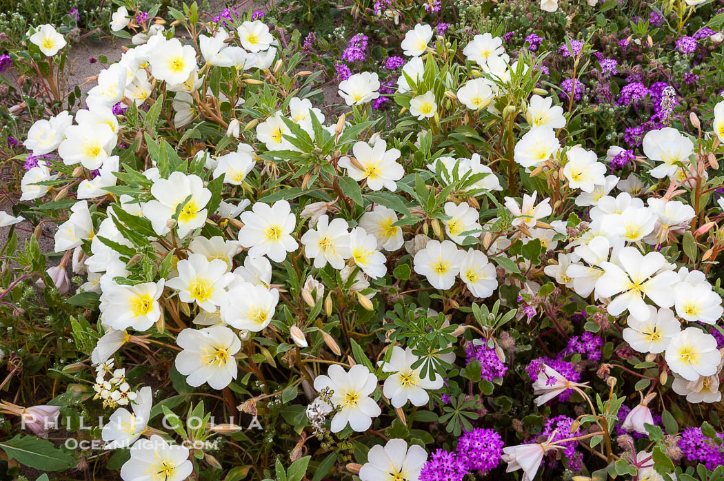 Dune primrose blooms in spring following winter rains.  Dune primrose is a common ephemeral wildflower on the Colorado Desert, growing on dunes.  Its blooms open in the evening and last through midmorning.  Anza Borrego Desert State Park. Anza-Borrego Desert State Park, Borrego Springs, California, USA, Oenothera deltoides, natural history stock photograph, photo id 10479