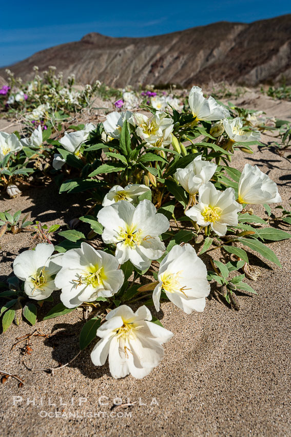 Dune primrose blooms in spring following winter rains.  Dune primrose is a common ephemeral wildflower on the Colorado Desert, growing on dunes.  Its blooms open in the evening and last through midmorning.  Anza Borrego Desert State Park. Anza-Borrego Desert State Park, Borrego Springs, California, USA, Oenothera deltoides, natural history stock photograph, photo id 20467