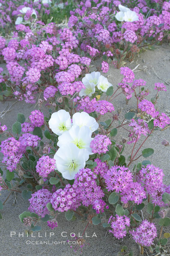 Dune primrose (white) and sand verbena (purple) bloom in spring in Anza Borrego Desert State Park, mixing in a rich display of desert color.  Anza Borrego Desert State Park. Anza-Borrego Desert State Park, Borrego Springs, California, USA, Abronia villosa, Oenothera deltoides, natural history stock photograph, photo id 20479