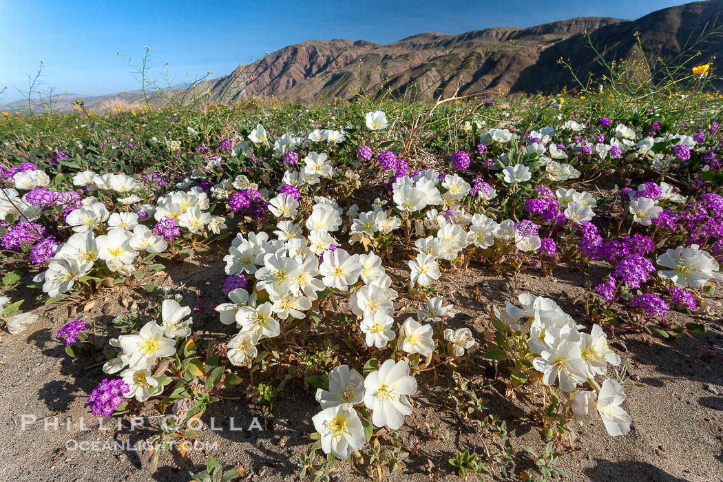 Dune primrose (white) and sand verbena (purple) bloom in spring in Anza Borrego Desert State Park, mixing in a rich display of desert color.  Anza Borrego Desert State Park. Anza-Borrego Desert State Park, Borrego Springs, California, USA, Abronia villosa, Oenothera deltoides, natural history stock photograph, photo id 20483