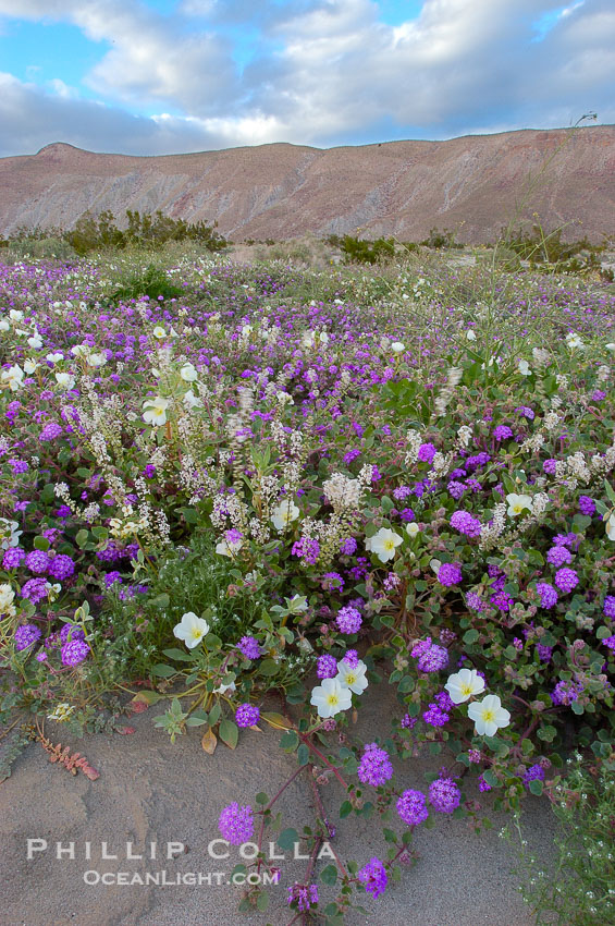 Dune primrose (white) and sand verbena (purple) bloom in spring in Anza Borrego Desert State Park, mixing in a rich display of desert color.  Anza Borrego Desert State Park. Anza-Borrego Desert State Park, Borrego Springs, California, USA, Abronia villosa, Oenothera deltoides, natural history stock photograph, photo id 10469