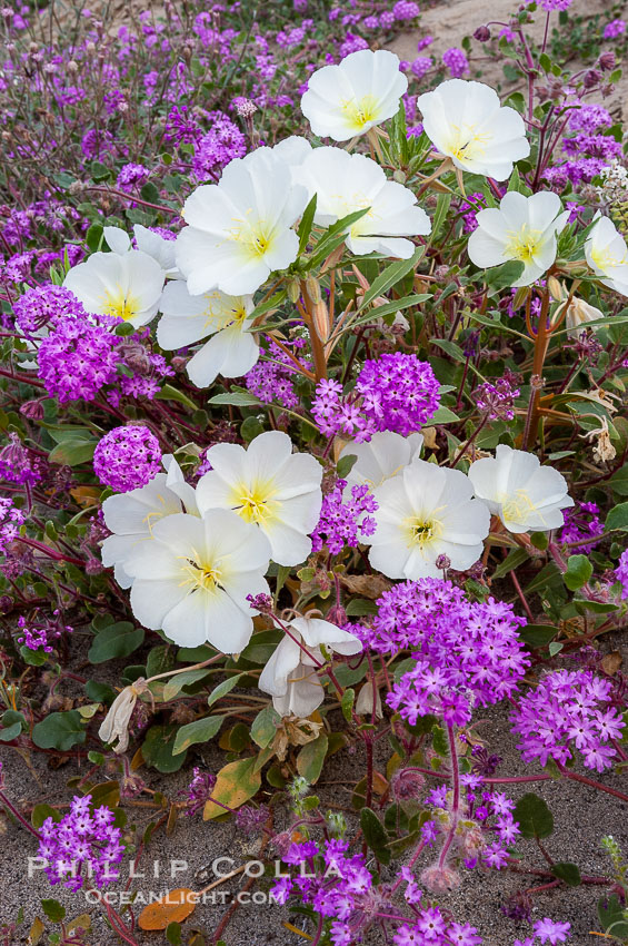 Dune primrose (white) and sand verbena (purple) bloom in spring in Anza Borrego Desert State Park, mixing in a rich display of desert color. Anza Borrego Desert State Park, Oenothera deltoides, Abronia villosa, Anza-Borrego Desert State Park