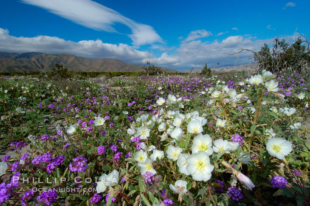 Dune primrose (white) and sand verbena (purple) bloom in spring in Anza Borrego Desert State Park, mixing in a rich display of desert color.  Anza Borrego Desert State Park. Anza-Borrego Desert State Park, Borrego Springs, California, USA, Abronia villosa, Oenothera deltoides, natural history stock photograph, photo id 10481