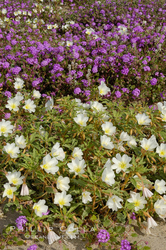 Dune primrose (white) and sand verbena (purple) bloom in spring in Anza Borrego Desert State Park, mixing in a rich display of desert color.  Anza Borrego Desert State Park. Anza-Borrego Desert State Park, Borrego Springs, California, USA, Abronia villosa, Oenothera deltoides, natural history stock photograph, photo id 10485