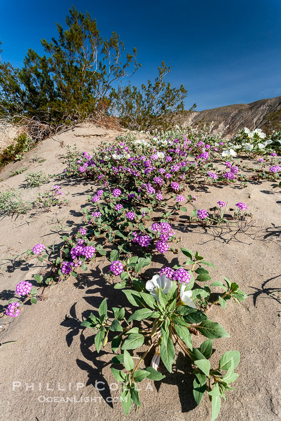 Dune primrose (white) and sand verbena (purple) bloom in spring in Anza Borrego Desert State Park, mixing in a rich display of desert color.  Anza Borrego Desert State Park. Anza-Borrego Desert State Park, Borrego Springs, California, USA, Abronia villosa, Oenothera deltoides, natural history stock photograph, photo id 20465