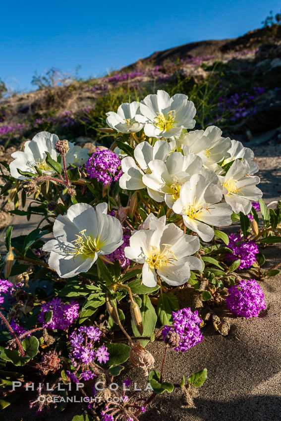 Dune primrose (white) and sand verbena (purple) bloom in spring in Anza Borrego Desert State Park, mixing in a rich display of desert color.  Anza Borrego Desert State Park. Anza-Borrego Desert State Park, Borrego Springs, California, USA, Abronia villosa, Oenothera deltoides, natural history stock photograph, photo id 20481