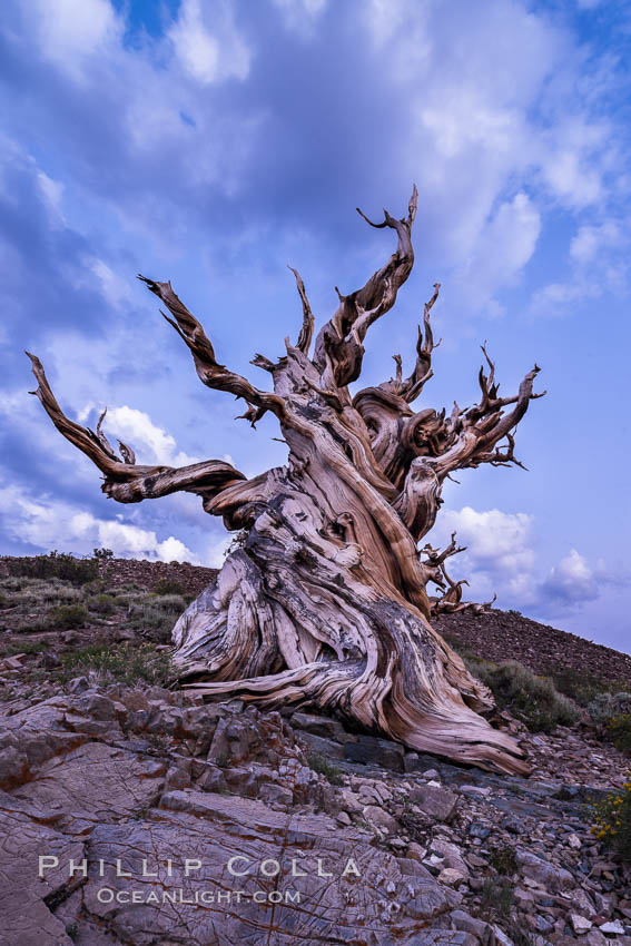 Evening light and clouds over ancient bristlecone pine trees, in the White Mountains at an elevation of 10,000' above sea level. These are some of the oldest trees in the world, some exceeding 4000 years in age. Ancient Bristlecone Pine Forest, White Mountains, Inyo National Forest, California, USA, Pinus longaeva, natural history stock photograph, photo id 29403