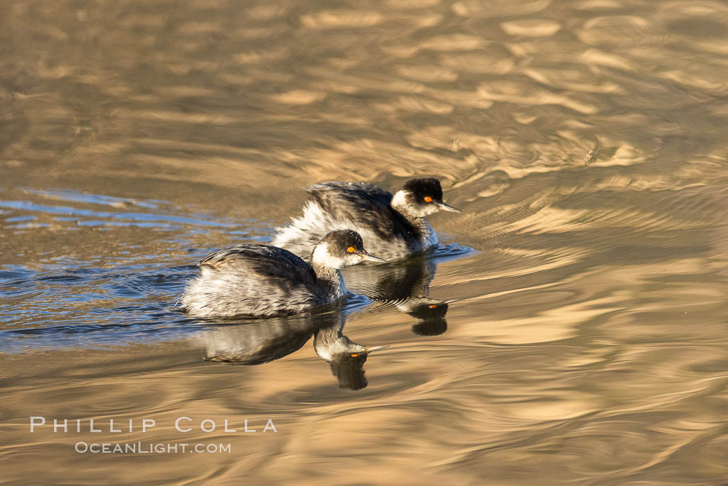 Eared Grebes on Lake Hodges, immature / non-mating pair, San Diego. California, USA, natural history stock photograph, photo id 36778