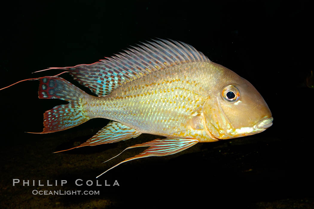 Earth-eating cichlid, native to South American rivers., Geophagus altifrons, natural history stock photograph, photo id 09820