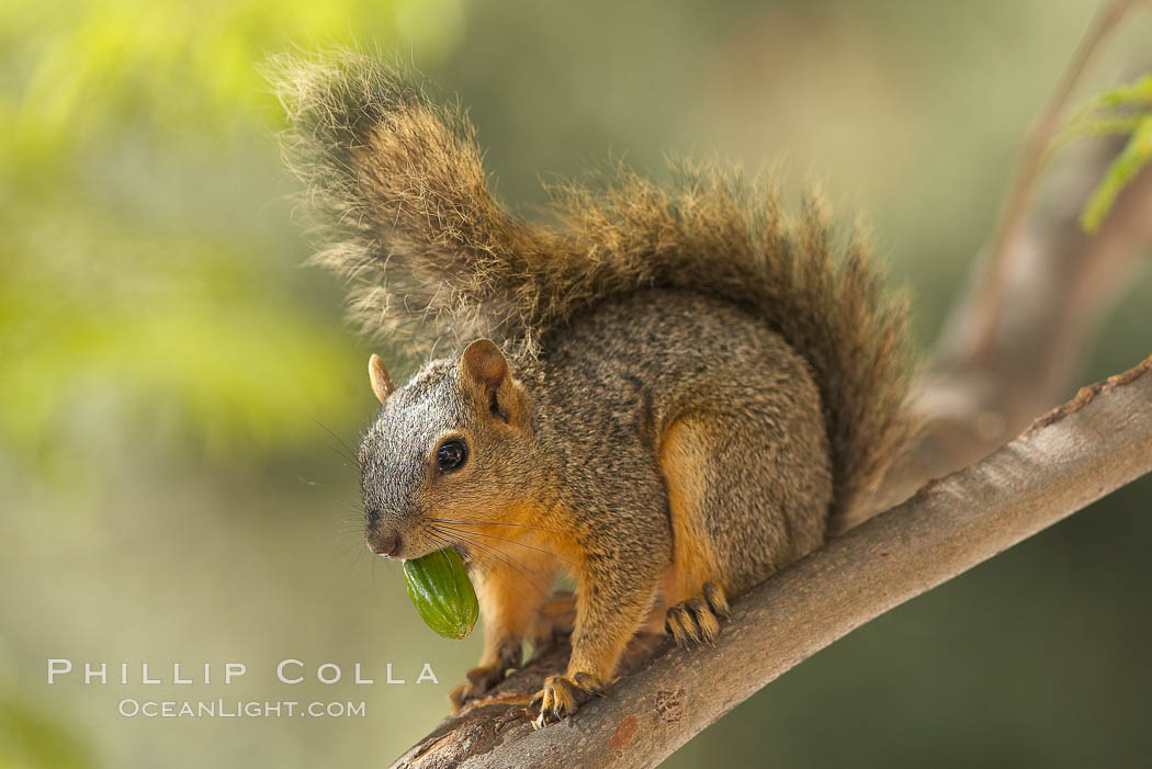 Eastern fox squirrel.  The eastern fox squirrel historically occur in the  eastern and central portions of North America, but have been introduced in the 1900's to urban areas in the western United States.  They are the largest of the North American squirrels, reaching 29 inches in length and up to 3 pounds.  They are generalist feeders with a diet that varies according to their habitat, including nuts, seed, bird eggs and chicks, frogs, flowers and agricultural crops. Los Angeles, California, USA, Sciurus niger, natural history stock photograph, photo id 18964