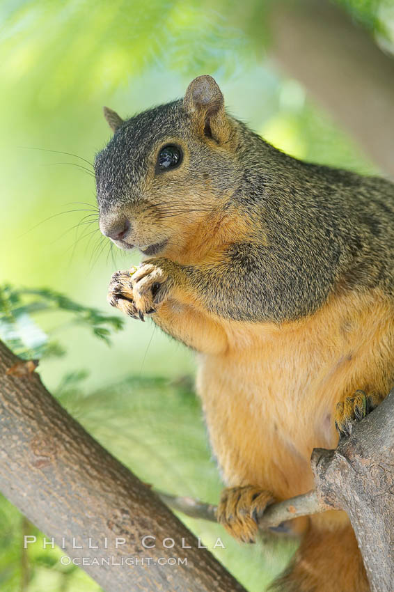 Eastern fox squirrel.  The eastern fox squirrel historically occur in the  eastern and central portions of North America, but have been introduced in the 1900's to urban areas in the western United States.  They are the largest of the North American squirrels, reaching 29 inches in length and up to 3 pounds.  They are generalist feeders with a diet that varies according to their habitat, including nuts, seed, bird eggs and chicks, frogs, flowers and agricultural crops. Los Angeles, California, USA, Sciurus niger, natural history stock photograph, photo id 18968