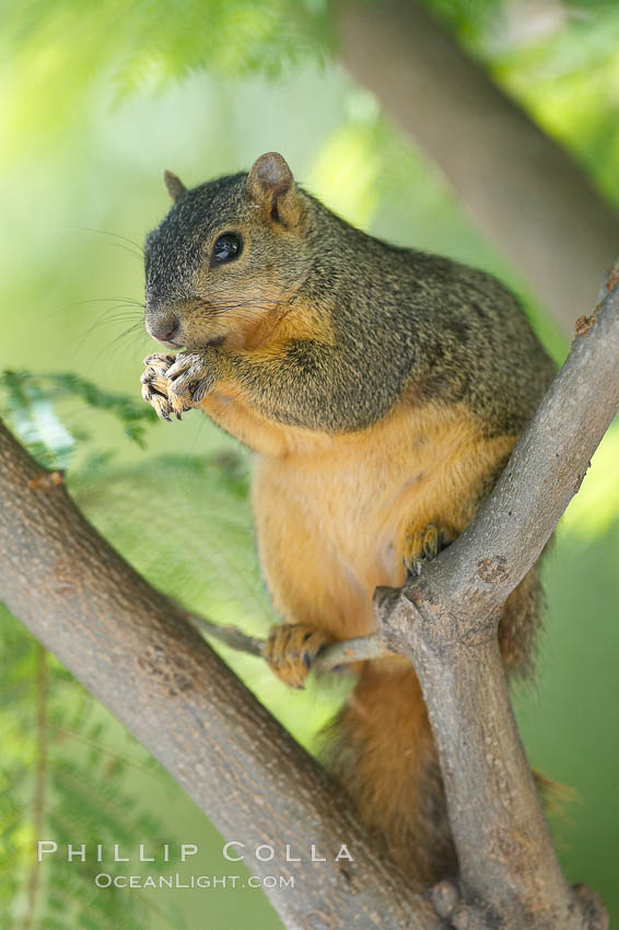 Eastern fox squirrel.  The eastern fox squirrel historically occur in the  eastern and central portions of North America, but have been introduced in the 1900's to urban areas in the western United States.  They are the largest of the North American squirrels, reaching 29 inches in length and up to 3 pounds.  They are generalist feeders with a diet that varies according to their habitat, including nuts, seed, bird eggs and chicks, frogs, flowers and agricultural crops. Los Angeles, California, USA, Sciurus niger, natural history stock photograph, photo id 18971